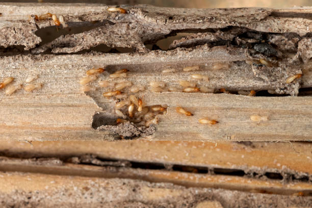 Trusted Leland, MS Pest Control Experts